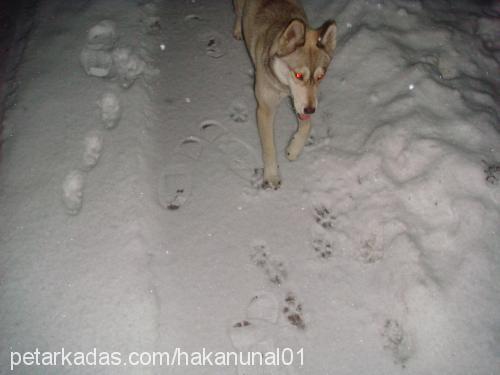 balçar Dişi Sibirya Kurdu (Husky)