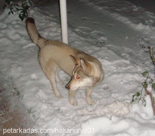 balçar Dişi Sibirya Kurdu (Husky)