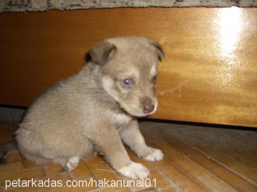 balçar Dişi Sibirya Kurdu (Husky)