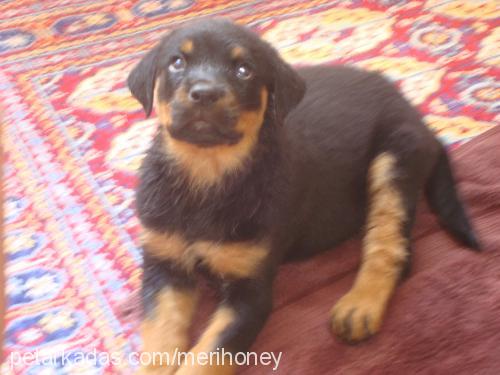 Şimarik Dişi Rottweiler