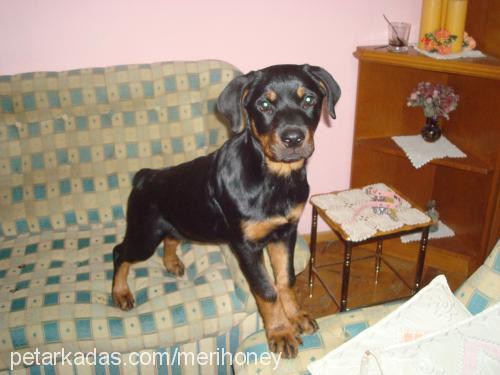 Şimarik Dişi Rottweiler