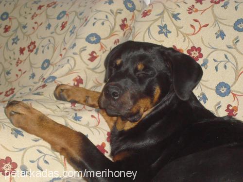 Şimarik Dişi Rottweiler