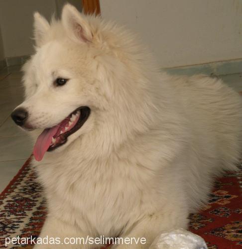 paşa Erkek Samoyed