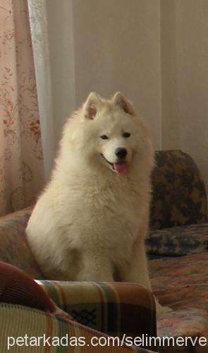 paşa Erkek Samoyed