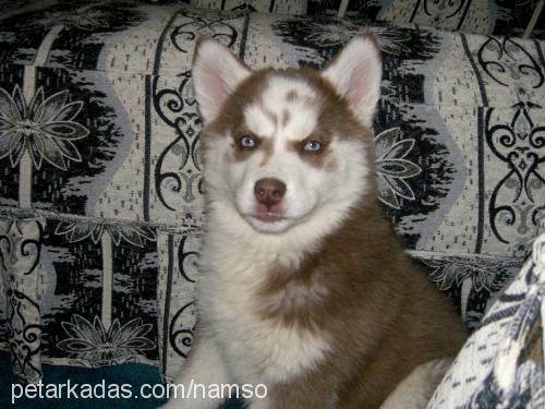 tİla Dişi Sibirya Kurdu (Husky)