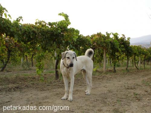 ralf Erkek Kangal