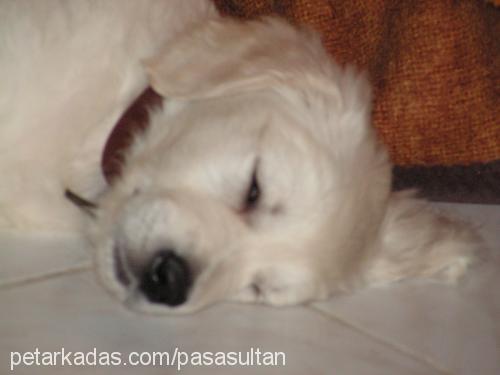 sultan Dişi Golden Retriever