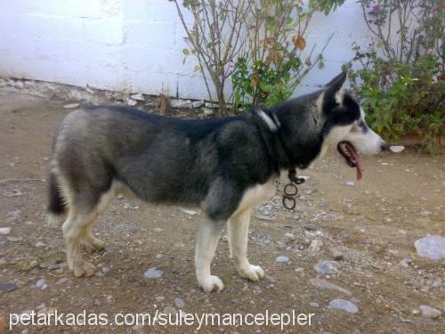 ares Erkek Sibirya Kurdu (Husky)