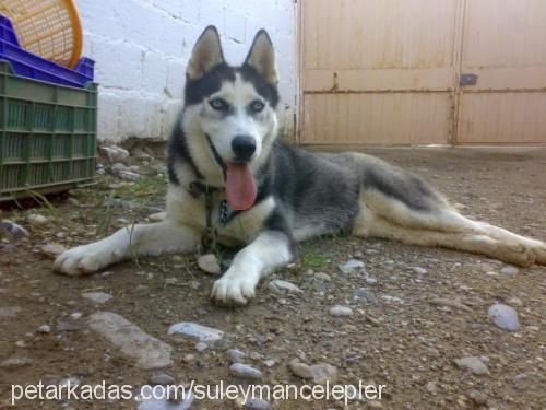 ares Erkek Sibirya Kurdu (Husky)