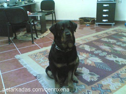 xena Dişi Rottweiler