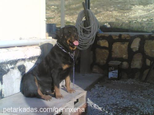 xena Dişi Rottweiler