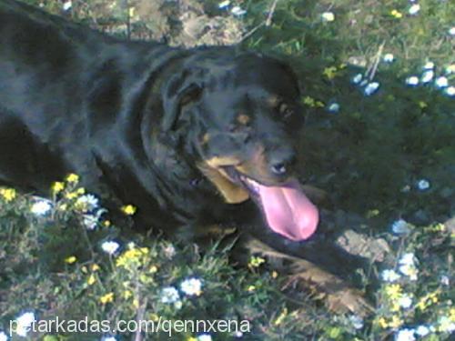 xena Dişi Rottweiler