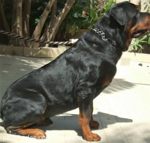 xena Dişi Rottweiler