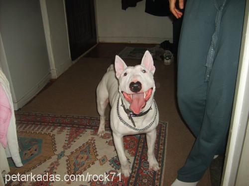 hayta Erkek Bull Terrier