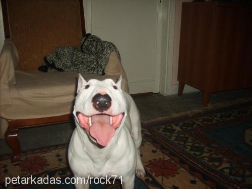 hayta Erkek Bull Terrier