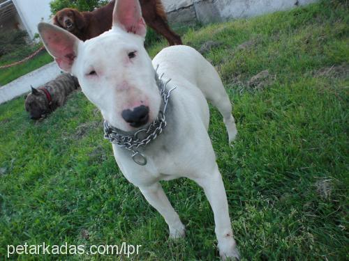 bixi Dişi Bull Terrier