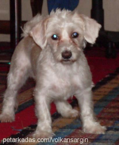 teeny Dişi Maltese