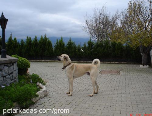 grom Erkek Kangal