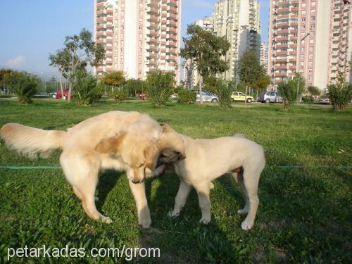 grom Erkek Kangal