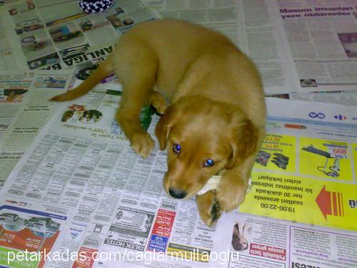 ceres Dişi Golden Retriever