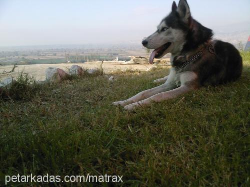 asena Dişi Sibirya Kurdu (Husky)