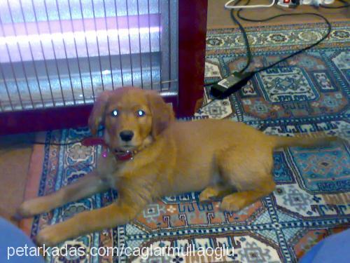 ceres Dişi Golden Retriever