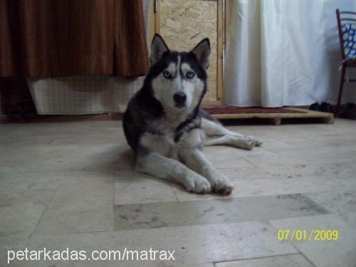 asena Dişi Sibirya Kurdu (Husky)