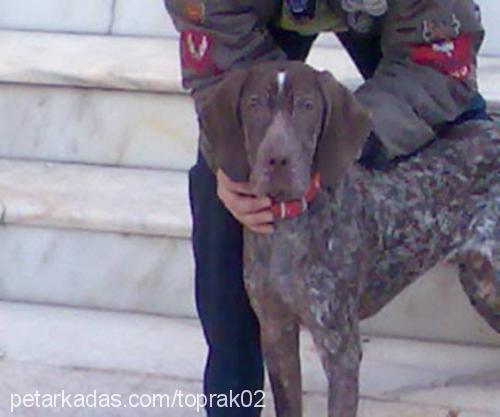 suzy Dişi Alman Kısa Tüylü Pointer