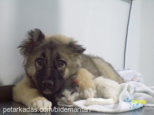 zeus Erkek Karst Çoban Köpeği