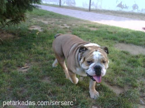 valium Erkek İngiliz Bulldog