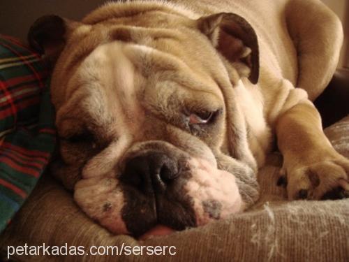 valium Erkek İngiliz Bulldog