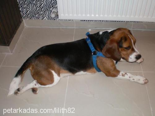 pedro Erkek Beagle