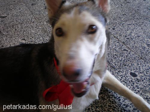 lusi Dişi Sibirya Kurdu (Husky)