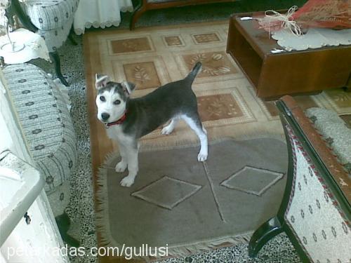 lusi Dişi Sibirya Kurdu (Husky)