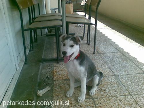 lusi Dişi Sibirya Kurdu (Husky)