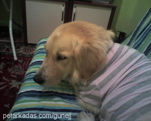 luba Dişi Golden Retriever