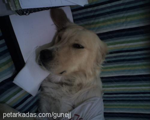 luba Dişi Golden Retriever