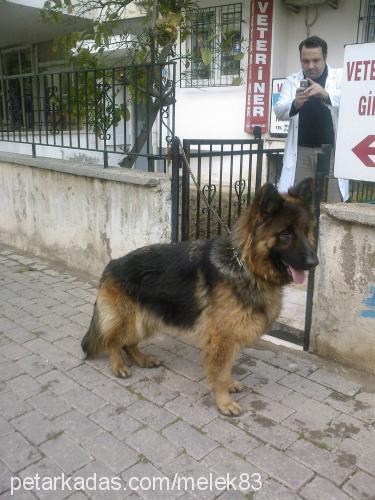 samenta Dişi Alman Çoban Köpeği