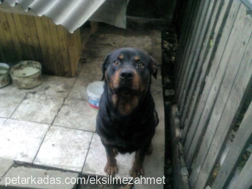 rot Erkek Rottweiler