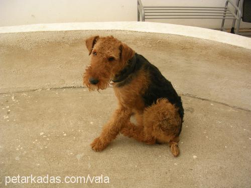 pako Erkek Airedale Terrier