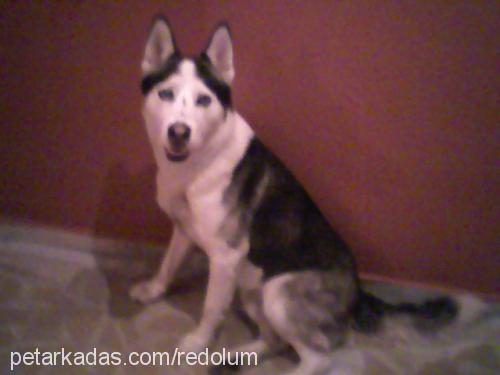 red Erkek Sibirya Kurdu (Husky)