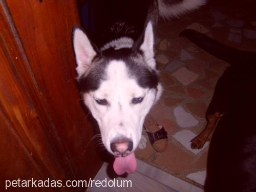 red Erkek Sibirya Kurdu (Husky)