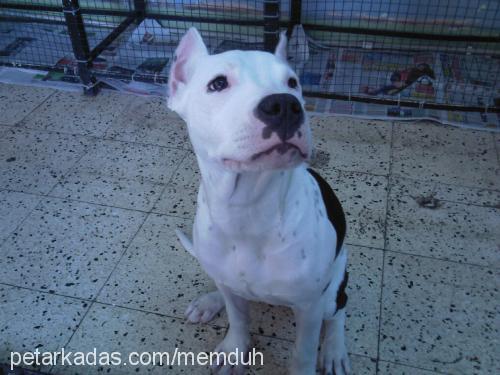 angelll Dişi Amerikan Pitbull Terrier