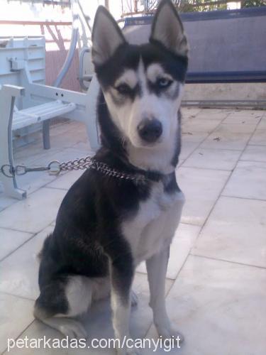 maya Dişi Sibirya Kurdu (Husky)