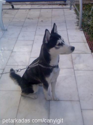 maya Dişi Sibirya Kurdu (Husky)