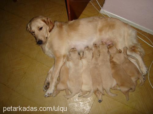 üzüm Dişi Golden Retriever