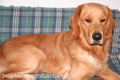 bambam Erkek Golden Retriever