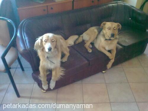 dumanveyaman Erkek Golden Retriever