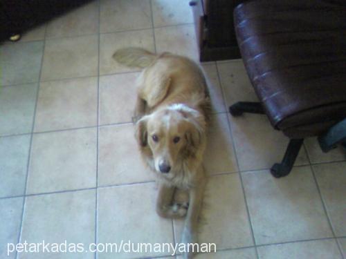 dumanveyaman Erkek Golden Retriever