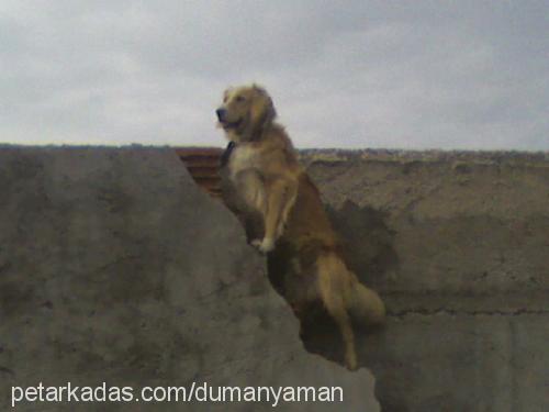 dumanveyaman Erkek Golden Retriever